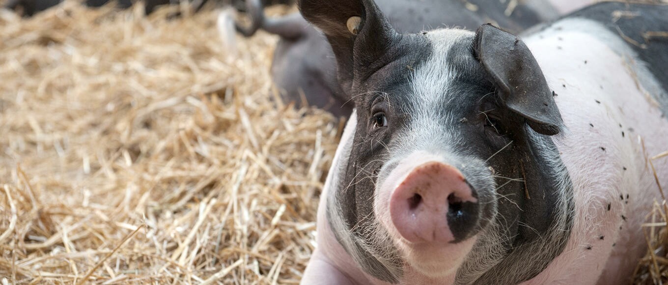 Ein geflecktes Schwein entspannt sich im Heu