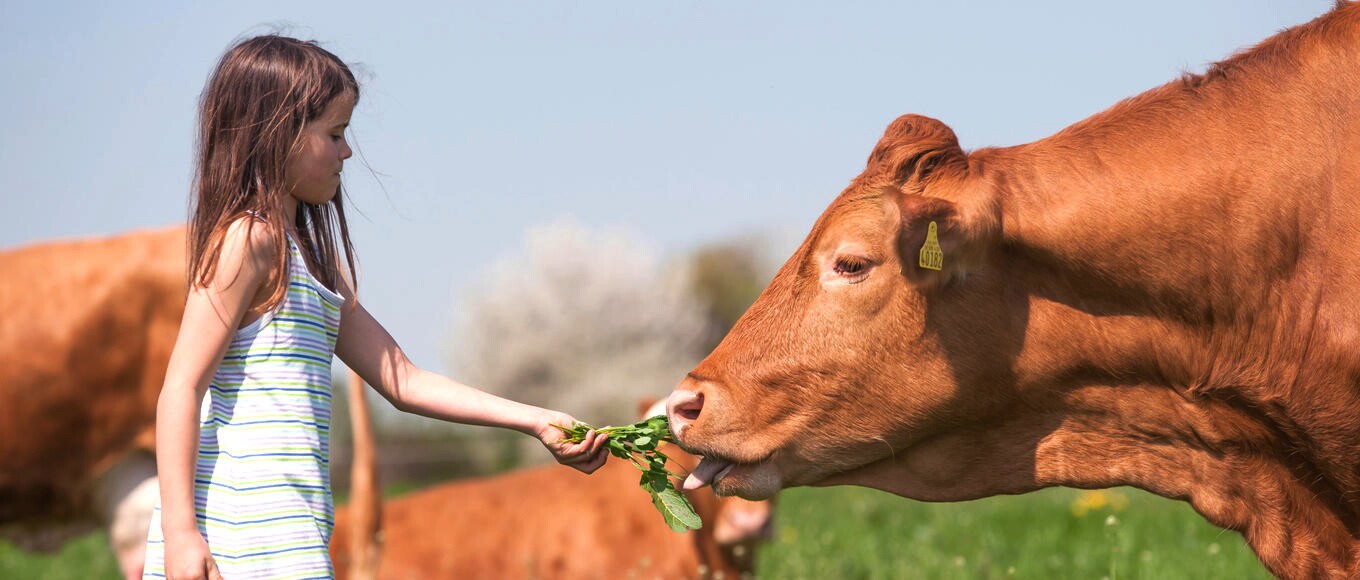 Ein Mädchen gibt einer Kuh ein Büschel Gras